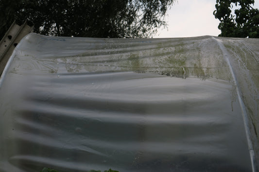 photo showing a poly tunnel that has been partially cleaned with Swipe that will remove all of the greening