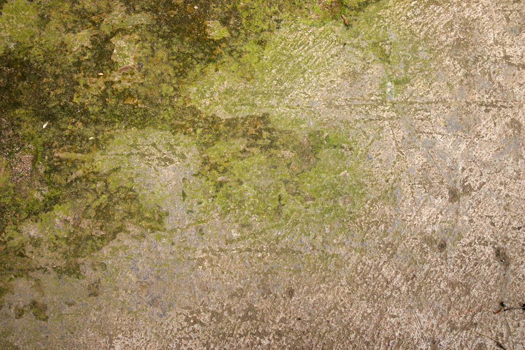 photo showing an external concrete surface that is showing signs of green growth which can be removed by using Batifast.