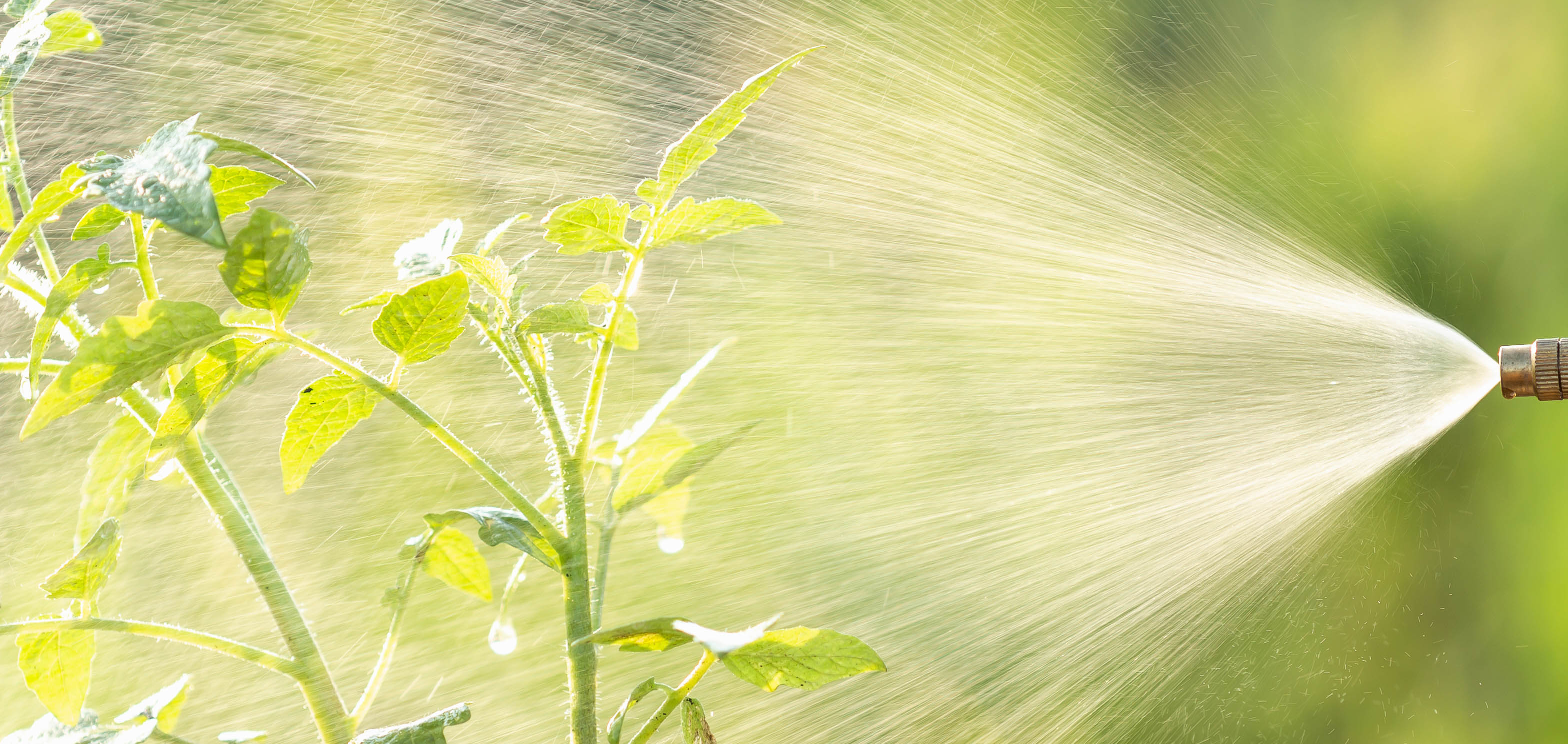 spraying plant treatment with a brass spray nozzle