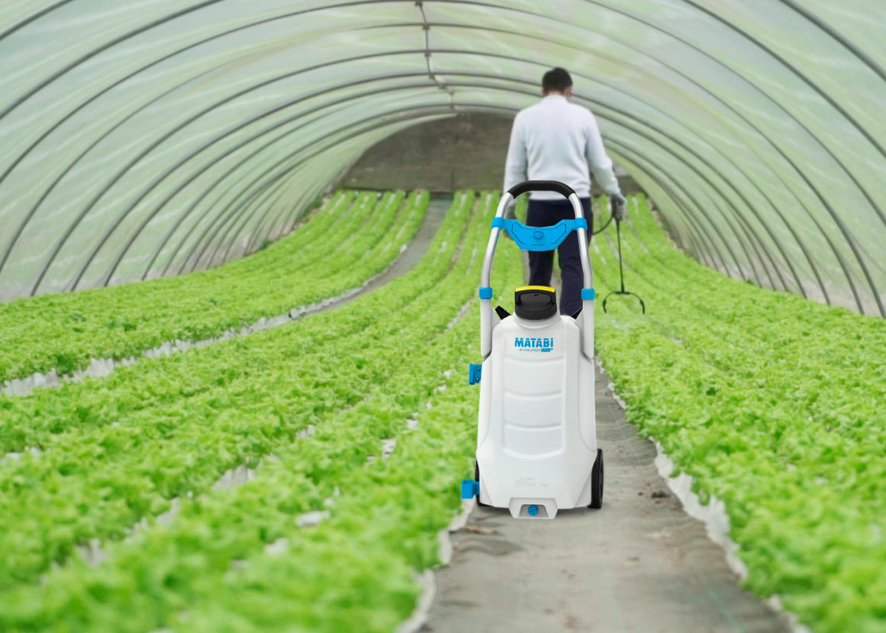 our 30 litre mobile electric sprayer with 6 metre hose extension being used to spray crops within a polytunnel